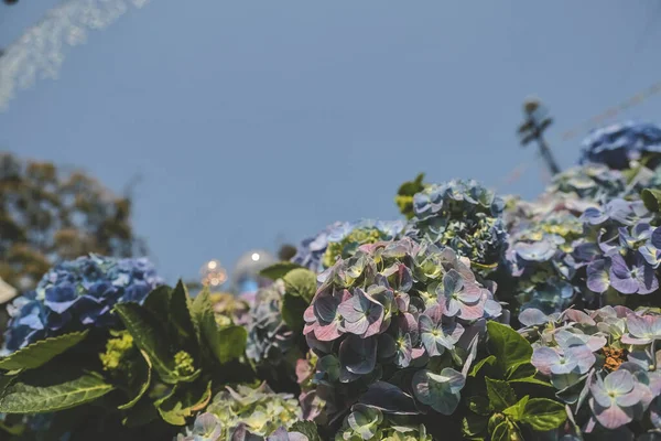 the color Hydrangea garden, Blooming In Park