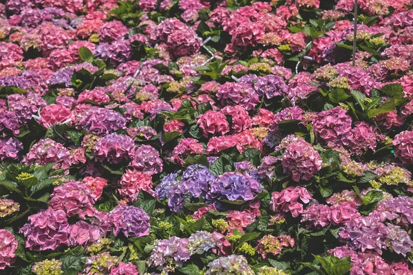 Die Farbe Hortensiengarten Blooming Park — Stockfoto