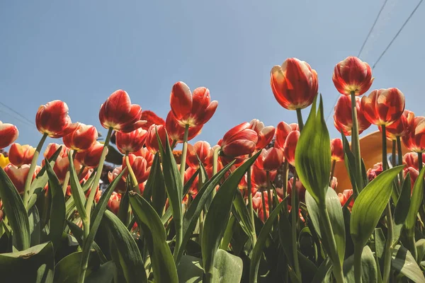 stock image the tuples flowers in the backyard garden, March 10 2023