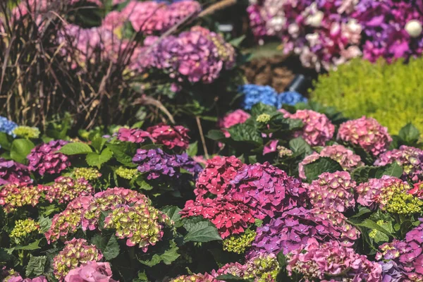 Цвет Сада Hypegea Цветущего Парке — стоковое фото