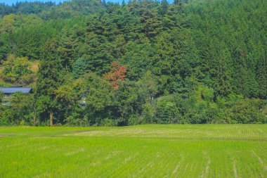 31 Ekim 2013 Japonya 'nın Takayama kırsalının sonbahar manzarası