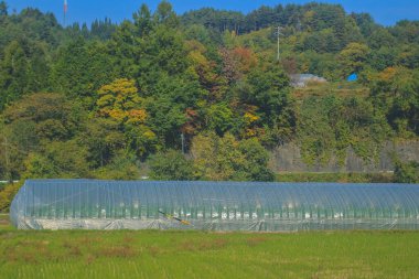 31 Ekim 2013 Japonya 'nın Takayama kırsalının sonbahar manzarası