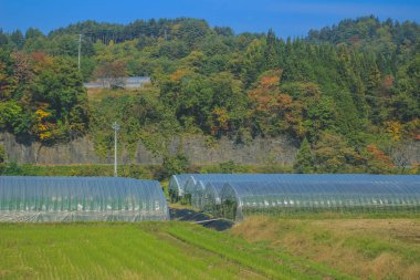 31 Ekim 2013 Japonya 'nın Takayama kırsalının sonbahar manzarası