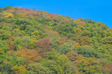 31 Ekim 2013 Japonya 'nın Takayama kırsalının sonbahar manzarası