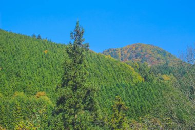 31 Ekim 2013 Japonya 'nın Takayama kırsalının sonbahar manzarası