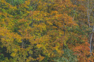 31 Ekim 2013 Japonya 'nın Takayama kırsalının sonbahar manzarası