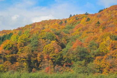 31 Ekim 2013 Japonya 'nın Takayama kırsalının sonbahar manzarası