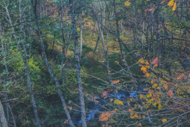 31 Ekim 2013 Japonya 'nın Takayama kırsalının sonbahar manzarası