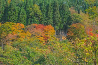 31 Ekim 2013 Japonya 'nın Takayama kırsalının sonbahar manzarası