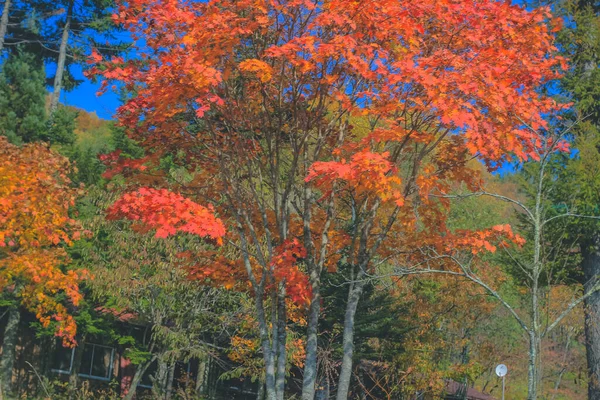 Ott 2013 Paesaggio Stagione Autunnale Della Campagna Takayama Giappone — Foto Stock