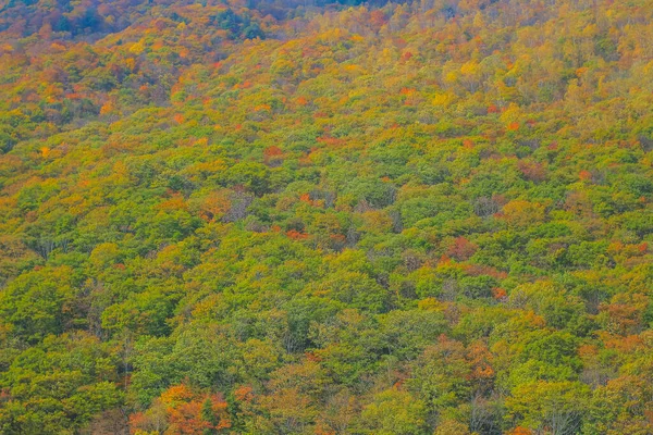 Října 2013 Podzimní Krajina Takayamské Krajiny Japonsko — Stock fotografie