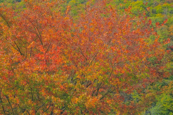 Окт 2013 Ландшафт Осеннего Сезона Сельской Местности Такаяма Япония — стоковое фото