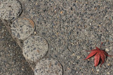 Yakından bir akçaağaç yaprağı, yerde yatıyor.