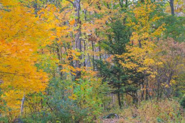 31 Ekim 2013 Japonya 'nın Takayama kırsalının sonbahar manzarası