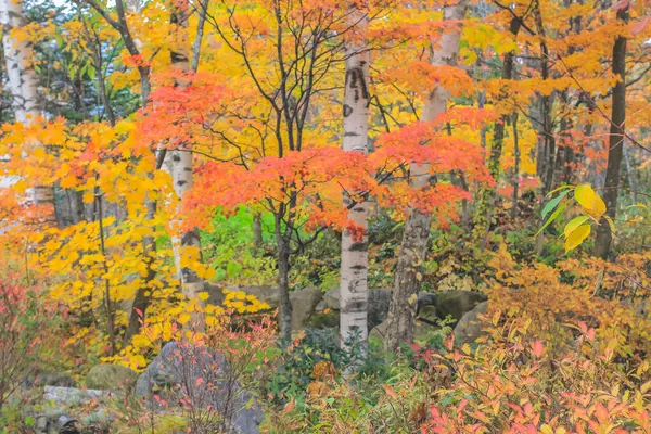 Oct 2013 Fall Season Landscape Takayama Countryside Japan — Stock Photo, Image
