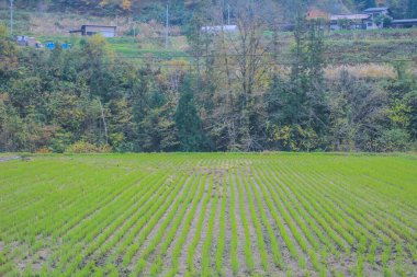 31 Ekim 2013 Japonya 'nın Takayama kırsalının sonbahar manzarası
