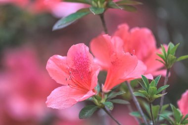 Kırmızı açelya, Azalea ağaçta çiçek açıyor.