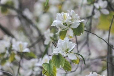 Beyaz orkide ağaçlarının yakın çekimi, Bauhinia variegata