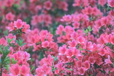 Kırmızı açelya, Azalea ağaçta çiçek açıyor.