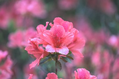 Kırmızı açelya, Azalea ağaçta çiçek açıyor.