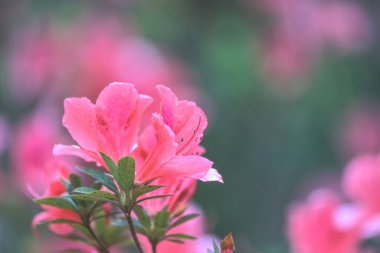 Kırmızı açelya, Azalea ağaçta çiçek açıyor.