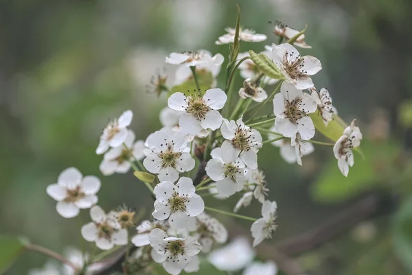 沙梨或红豆杉花 美丽的白花盛开 — 图库照片