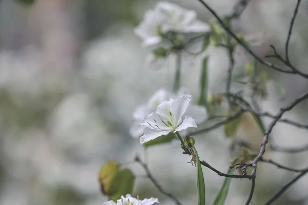Eine Nahaufnahme Weißer Orchideenblüten Bauhinia Variegata — Stockfoto
