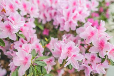 Pembe açelya çiçekleri, Park 'ta büyüyen bitkiler.
