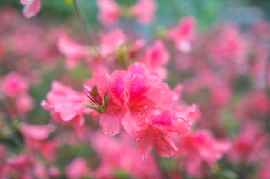 Kırmızı açelya, Azalea ağaçta çiçek açıyor.