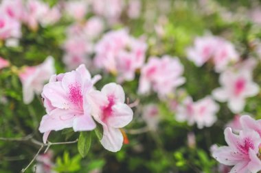 Pembe açelya çiçekleri, Park 'ta büyüyen bitkiler.