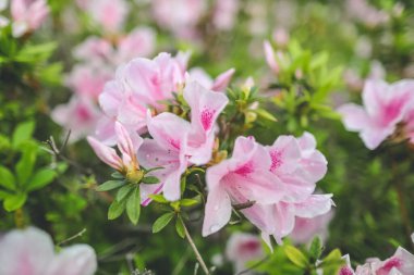Pembe açelya çiçekleri, Park 'ta büyüyen bitkiler.