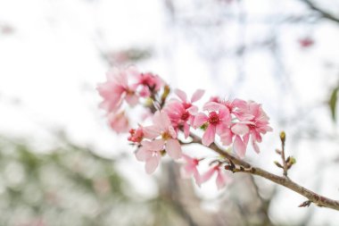 Güzel sakura ağacı çiçeği, mevsimlik kiraz çiçeği