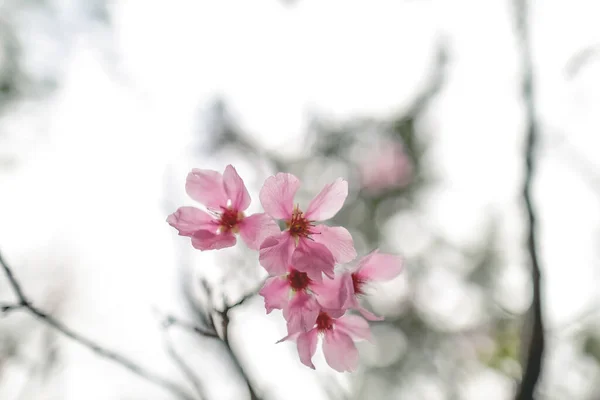 stock image beautiful sakura tree flower, seasonal cherry blossom flower