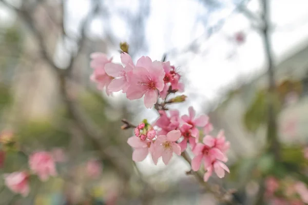 Όμορφο Λουλούδι Δέντρο Sakura Εποχιακά Άνθη Κερασιάς — Φωτογραφία Αρχείου