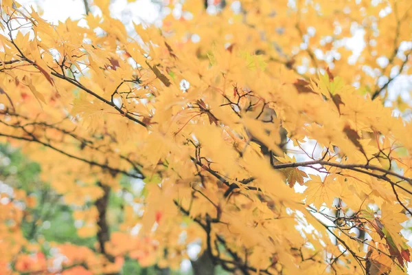 Paysage Automnal Shinhodaka Ropeway Japon Oct 2013 — Photo