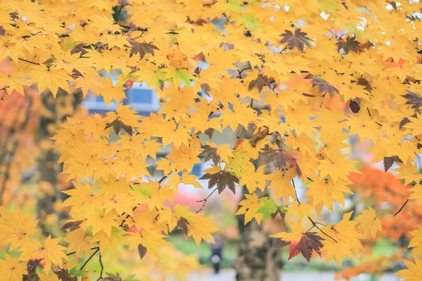 Осенний Пейзаж Канатной Дороге Синходака Япония Октября 2013 — стоковое фото