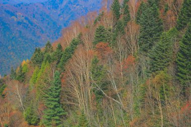 Shinhodaka Ropeway 'de sonbahar manzarası, Japonya 31 Ekim 2013