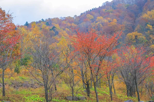 Shinhodaka Ropeway 'de sonbahar manzarası, Japonya 31 Ekim 2013