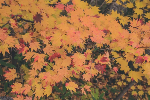 2013年10月31日日本信和达卡公路秋季景观 — 图库照片