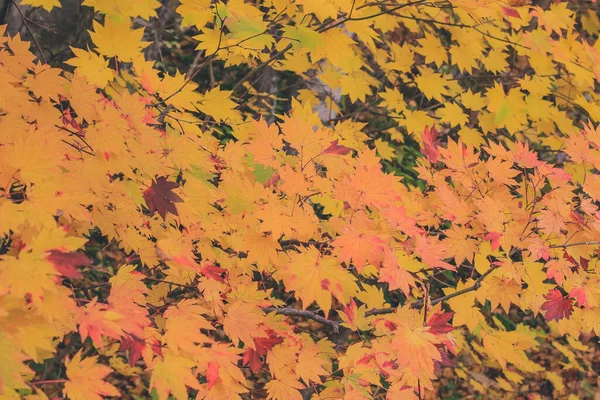 Осенний Пейзаж Канатной Дороге Синходака Япония Октября 2013 — стоковое фото