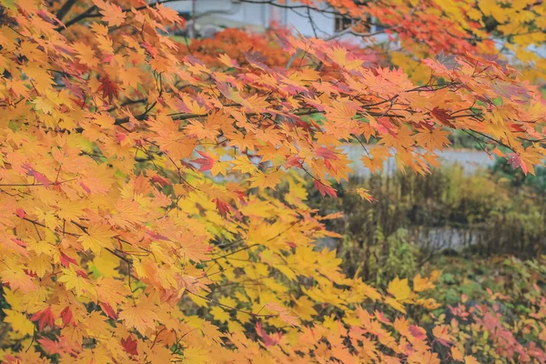 Восени Shinhodaka Ropeway Japan Oct 2013 — стокове фото