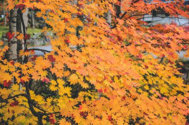 Shinhodaka Ropeway 'de sonbahar manzarası, Japonya 31 Ekim 2013