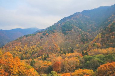 31 Ekim 2013 Japonya 'nın Takayama kırsalının sonbahar manzarası