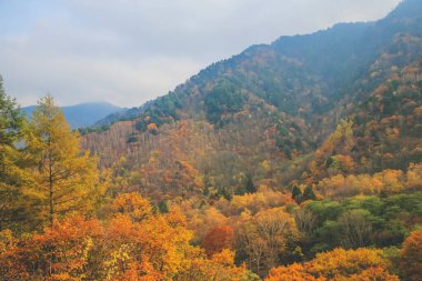 31 Ekim 2013 Japonya 'nın Takayama kırsalının sonbahar manzarası