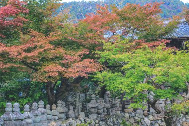 Japon akçaağacının kırmızı ve sarı yaprakları, Japonya