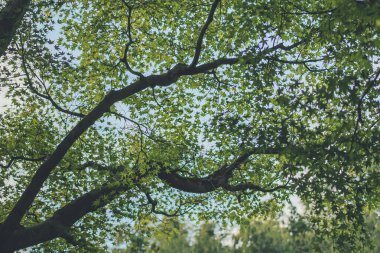 Japon akçaağacının kırmızı ve sarı yaprakları, Japonya