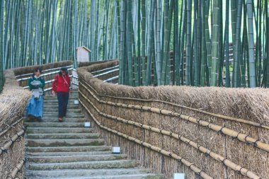 2 Kasım 2013 Bambu Ormanı Adashino Nenbutsu-ji Japonya, Arashiyama