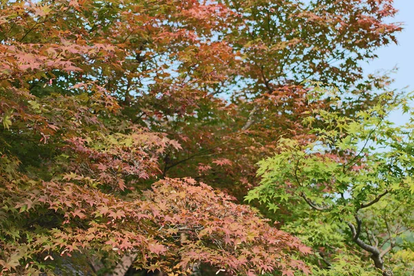 Красные Желтые Листья Японского Клена Япония — стоковое фото