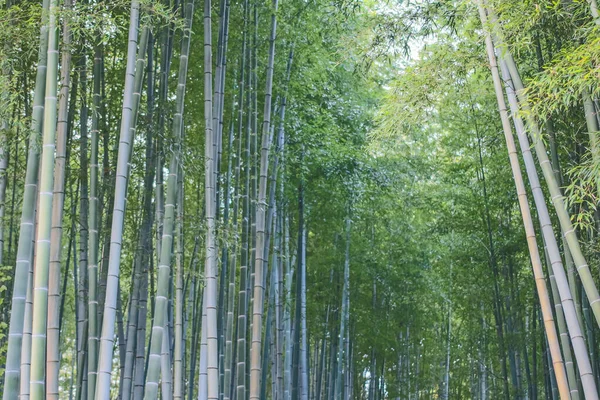 stock image Bamboo Forest in Adashino Nenbutsu-ji Japan, Arashiyama