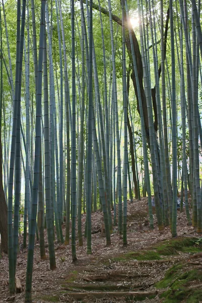 Bambusový Les Adashinu Nenbutsu Japonsko Arashiyama — Stock fotografie